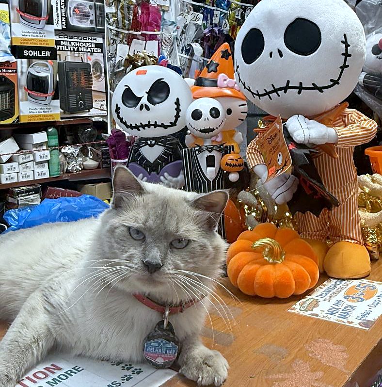 The store cat lying on the counter, wearing a Pelham Bay tag
